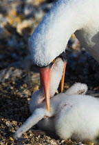 Nazca Booby (Sula granti) feeding young chick. Galapagos