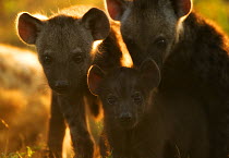 Three Spotted Hyena (Crocuta crocuta) cubs. Masai Mara, Kenya, December.