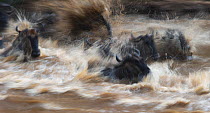 Wildebeest (Connochaetes taurinus) struggling through the water of the Mara River. Masai Mara, Kenya, September.