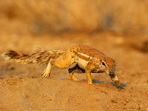 Cape Ground Squirrel (Xerus inauris) walking across sand. Kalahari, Botswana, November.