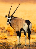 Oryx (Oryx gazella) looking back over its shoulder. Kalahari, Botswana, November.