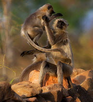 Southern Plains Gray Langur (Semnopithecus dussumieri) young playing with its mother. Bandhavgarh National Park, India, April.
