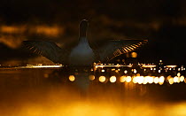 Red-throated Diver (Gavia stellata) stretching wings on water in dusk light. Sweden, April.