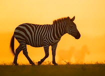 Plains Zebra (Equus quagga / quagga) in dusty sunset. Masai Mara, Kenya.