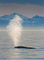 Blue Whale (Balaenoptera musculus) blowing with mountains in the background. Spitsbergen, Svalbard, August.