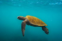 Galapagos Green Turtle (Chelonia mydas agassizi) near sea surface. Galapagos