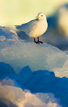 Ivory Gull (Pagophila eburnea) resting on ice. Spitsbergen, Svalbard, August.
