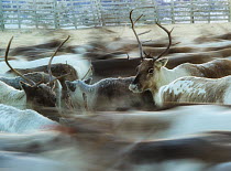 Domestic Reindeer (Rangifer tarandus) herd in motion. Valdres, Norway, December.