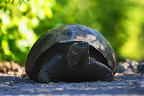Galapagos Giant Tortoise (Chelonoidis nigra). Galapagos