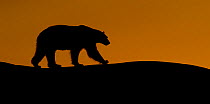 Polar Bear (Ursus maritimus) profile in silhouette. Nordaustlandet, Svalbard, August.