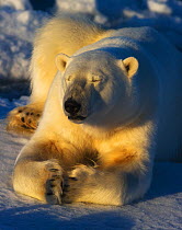 Polar Bear (Ursus maritimus) resting on the ice. Nordaustlandet, Svalbard, August.