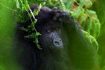 Young Mountain Gorilla (Gorilla beringei) looking thoughtful. Parc des Volcans National Park, Rwanda, December.