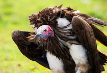 Lappet-faced Vulture (Torgos tracheliotos) portrait. Masai Mara, Kenya, September.