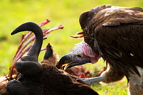 Lappet-faced Vulture (Torgos tracheliotos) feeding on Wildebeest carcass. Masai Mara, Kenya, September.