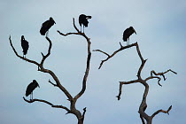 African Openbill storks (Anastomus lamelligerus) perched on branches. Okavango, Botswana, November.