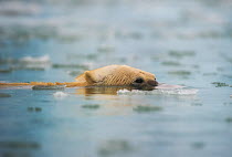 Polar Bear (Ursus maritimus) swimming low in the water. Spitsbergen, Svalbard, July.