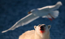 Polar Bear (Ursus maritimus) with blooded face looking at Glaucous Gull (Larus hyperboreus) in flight. Spitsbergen, Svalbard, July.