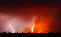 Thunderstorm and bushfire at night. Kalahari, Botswana, November.