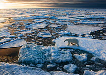Polar Bear (Ursus maritimus) in arctic ice floe landscape. Nordaustlandet, Svalbard.