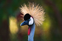 Crowned Crane (Balearica regulorum) portrait. Parc des Volcans NP, Rwanda.