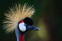 Crowned Crane (Balearica regulorum) head portrait. Parc des Volcans NP, Rwanda.