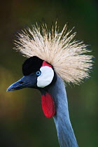 Grey Crowned Crane (Balearica regulorum) head portrait. Parc des Volcans NP, Rwanda.