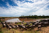 Wildebeest (Connochaetes taurinus) herd crossing Mara River. Masai Mara, Kenya, September.