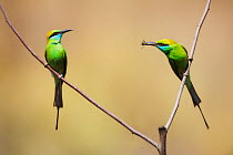 Green Bee-eater (Merops Orientails) pair with food, one with insect prey. Kanha National Park, India, April.