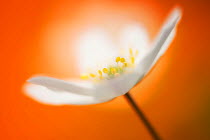 White Anemone (Anemone nemorosa) with orange background. Norway, April.