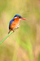 Malachite kingfisher (Alcedo cristata) perched on reed, Kruger National Park, Mpumalanga, South Africa, May.