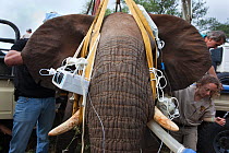Wild elephant bull (Loxodonta africana) being prepared for vasectomy operation in bush by the Elephant Population Management Program team, private game reserve, Limpopo, South Africa, April 2011. Winn...