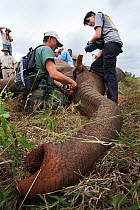 Wild elephant (Loxodonta africana) anaethetised in the bush, the Elephant Population Management Program surgical team finish work after performing vasectomy keyhole surgery, private game reserve, Limp...
