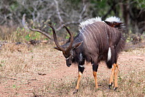 Nyala (Tragelaphus angasii) bull dominance display, Mkhuze Game Reserve, South Africa, May.