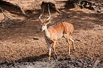 Nyala (Tragelaphus angasii) with intersex syndrome, showing female coat pattern, male horns and body size, Mkhuze Game Reserve, South Africa, May.