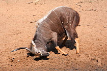 Nyala (Tragelaphus angasii) territorial bull scent-marking, Mkhuze game reserve, South Africa, May.