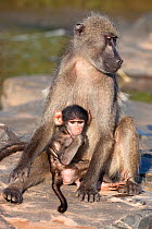 Chacma baboon (Papio ursinus) adult with baby, Kruger National Park, South Africa, May.
