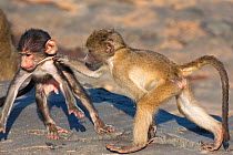 Baby chacma baboons (Papio ursinus) two young playfighting, Kruger National Park, South Africa, May.