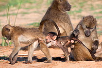 Chacma baboons (Papio ursinus) two young playfighting within troop, Kruger National Park, South Africa, May.