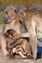 Chacma baboons (Papio ursinus) adults with baby, Kruger National Park, South Africa, May.