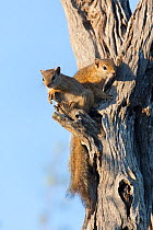 Tree / Smith's bush squirrels (Paraxerus cepapi) two on tree, Kruger National Park, South Africa, May.