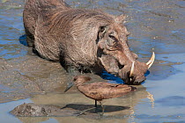 Warthog (Phacochoerus aethiopicus) drinking at waterhole with Hamerkop (Scopus unmbretta) Mkhuze Game Reserve, South Africa, May.