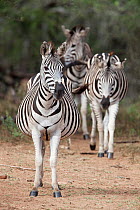 Burchell's / Plains Zebra (Equus quagga) pregnant female (front) with herd, Mhkuze Nature Reserve, KwaZulu Natal, South Africa, May.
