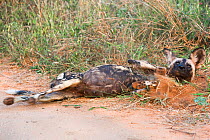 African wild dog (Lycaon pictus) alpha female rolling in dirt, Kruger National Park, South Africa, May.