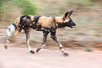 African wild dog (Lycaon pictus) running, Kruger National Park, South Africa, May.