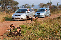 African wild dog pack (Lycaon pictus) watched by self-drive safari tourists, Kruger National Park, South Africa, May.