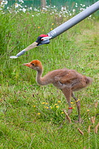 Common / Eurasian crane chick (Grus grus) being fed with artifical feeder, Great Crane captive breeding and reintroduction project, Wildfowl and Wetlands Trust, Slimbridge, Gloucestershire, UK, May 20...