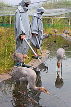 Common / Eurasian cranes (Grus grus) immature birds being taught to fed by researchers performing the role of 'crane mother', Great Crane captive breeding and reintroduction project, Wildfowl and Wetl...