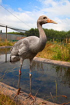 Common / Eurasian cranes (Grus grus) immature bird standing by water in enclosure, Great Crane captive breeding and reintroduction project, Wildfowl and Wetlands Trust, Slimbridge, Gloucestershire, UK...