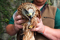 Red kite (Milvus milvus) being held in mans hands, ready for release into the wild by the Forestry Commission, Grizedale, Cumbria, UK, August 2011. Captive.