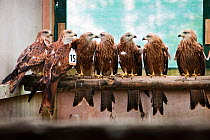 Red kite (Milvus milvus) in pen perched in a line, awaiting release as part of reintroduction programme by the Forestry Commission, Grizedale, Cumbria, UK, August 2011. Captive.